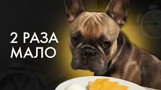 Сколько Раз В День Я Кормлю Свою Собаку