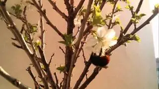 Hummel an unserer Zwergkirsche