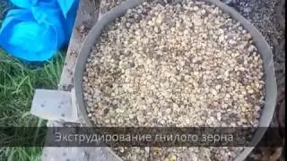 Экструдирование гнилого зерна