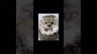 Самые милые фото Ёжиков ♥️🥰😍