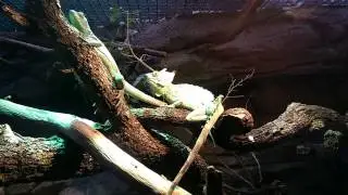 Lizzard on a tree zoo Madrid
