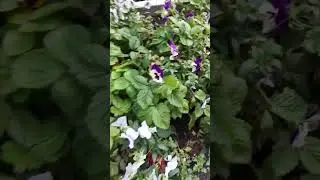 земляника в Москве