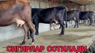 АКМАЛ АКАДАН 5 ТА СУТЛАРИ КАТТА НАРХЛАРИ КИЧИК БУНИСИ БОР СИГИРЛАР СОТИЛАДИ SIGIRLAR 23 августа 2024