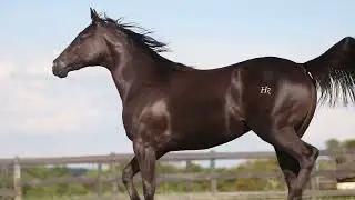 07   OMAHA DESIGNER HR