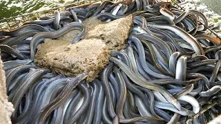 Eel Farming and Manufacturing in a $100 Billion Industry, Japanese Farmers Harvest Millions of Eels