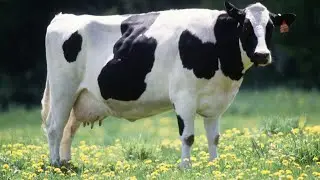Big White Cow
