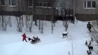 Дворник спасает девушку от собак