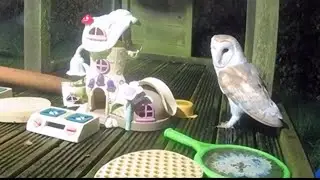 Barn Owls, Stoats & More Visit My Kid's Climbing Frame | Discover Wildlife | Robert E Fuller