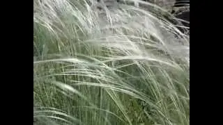 Ковыль