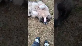 Кавказская овчарка просит прощения #animal #собака #dog #животные #doglover #animaldog