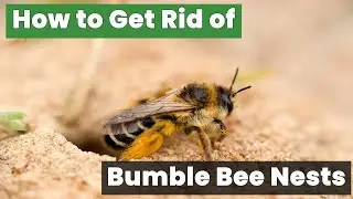 How to Get Rid of Bumble Bee Nests in the Ground Safely