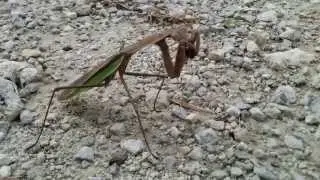 praying mantis chewing on a living bug