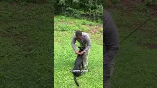 When I train for a recall I train to put my dog back on leash
