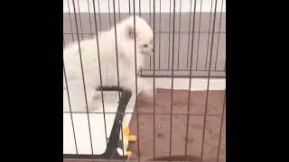 110971 ポメラニアン♂