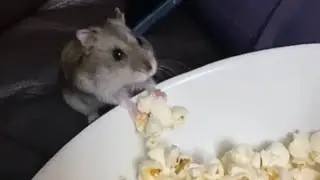 Hamster does a popcorn heist