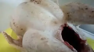 Забили индюков😊На сколько они вытянули🤔