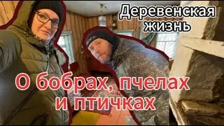 О бобрах, пчелах и птичках. Прогулка по деревне