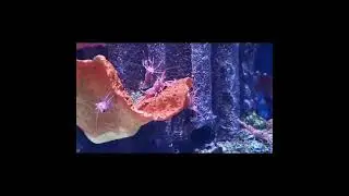 Sea life Bangkok @SiamParagonChannel