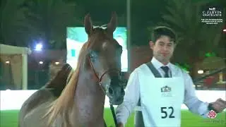 N 52 D RAYAH   The 6Th International Arabian Horse Show 2023   Yearling Fillies Class 1C