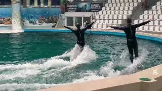 Евпаторийский дельфинарий 🐬