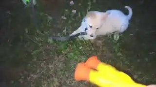 #викинатори #собака #щенок