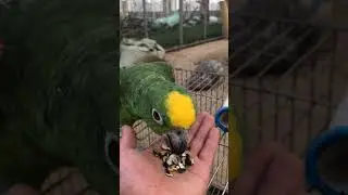 Parrot Talking - Smart And Funny Parrots Video | EP708