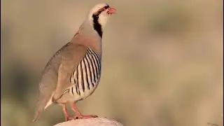 chukar partridge calling