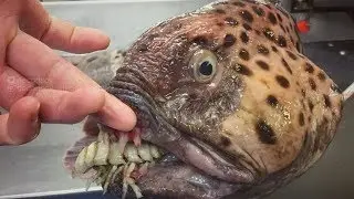 THE 10 MOST INTERESTING SEA CREATURES YOU HAVE NEVER SEEN