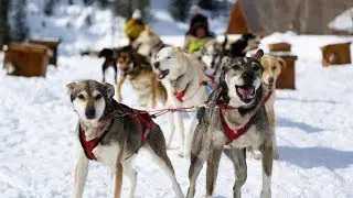 Dog Sledding in the Tetons