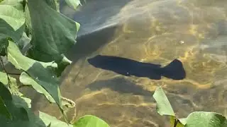 Super rare full black peacock bass fish caught on tape in the wild!