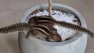 cute little luca and lisa | lovely cute little squirrels