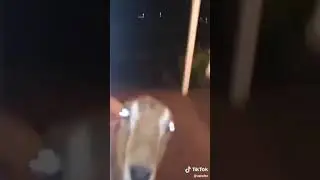 goat at the door