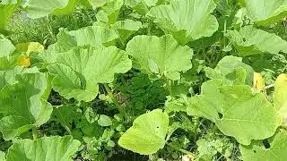 Какую тыкву лучше сажать в Подмосковье