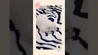 Шпицы самые милые щенки в мире)))