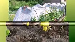 Посадка огурцов в теплице