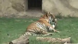 tigre de la pastora