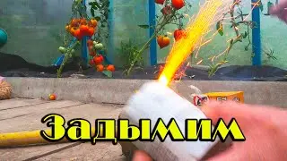 Табачная шашка против белокрылки, что получилось в итоге