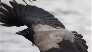 Вороны кричали Путешествие для души Кроухантинг. Crow Hunting 2023.#18