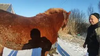 Туча Советская кобыла на продажу 11 лет