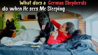 What does a German Shepherds do when He sees Me Sleeping