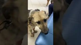 В клинике с Ярославной и Боней 🐾