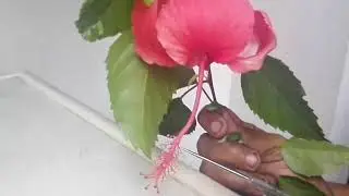 Hibiscus rosa sinensis /shoe flower shoot