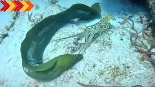 Green moray and lobster fight 2024