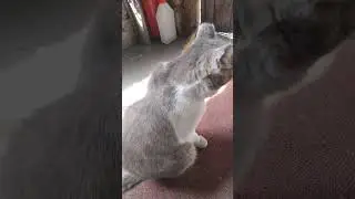 ✔После сытного🥣 обеда🍖, по закону Архимеда🧔…✔