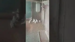 Чебаркули Ломова С Подбор голубей