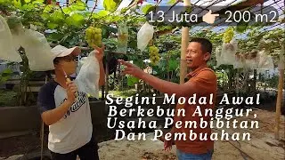 Ini Modal Awal Berkebun Anggur Untuk Usaha Pembibitan Dan Pembuahan. Mamun Cibubur Country