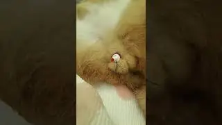 Passing a Slippery Sam urinary catheter in a urinary blocked cat