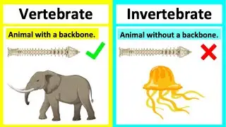 Vertebrate vs invertebrate🤔 | Types of animals | What's the difference?