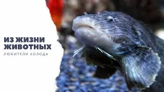 #ИЗЖИЗНИЖИВОТНЫХ