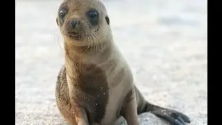 La Jolla Seals & Sea Lions | La Jolla Blue Book